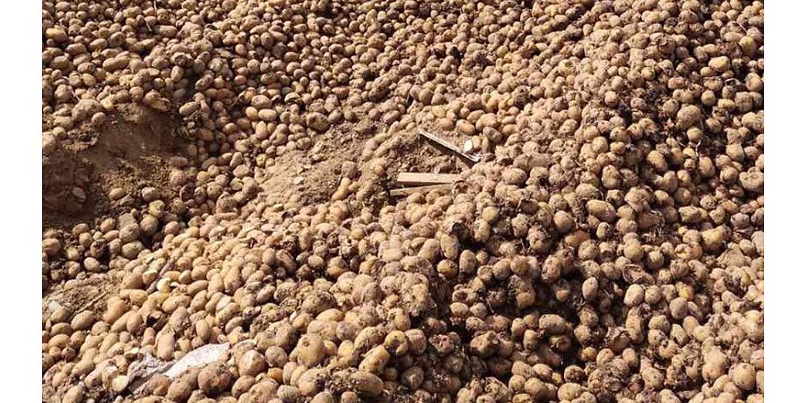 КГК в Минской области пресечены факты порчи сельхозпродукции