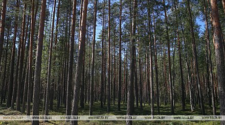 Запрет на посещение лесов действует в 79 районах Беларуси