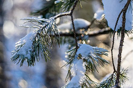 Какой будет погода в Беларуси с 9 по 15 февраля