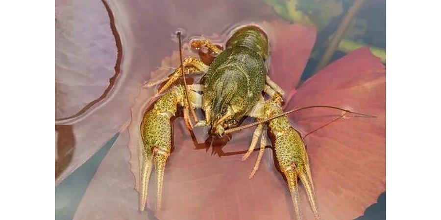 Один под защитой, другой – в тарелку: Как законно ловить раков в Беларуси этим летом