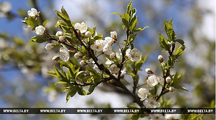 До 18 градусов тепла ожидается по юго-западу Беларуси 5 мая