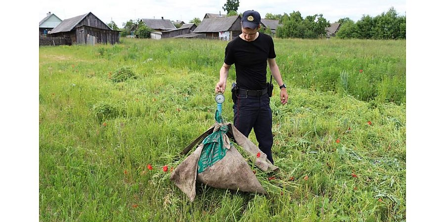 Более 150 кг наркотического сырья уничтожили сотрудники органов в Гродненской области за неделю