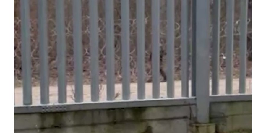 Польские силовики перетащили труп беженца в Беларусь через калитку для животных