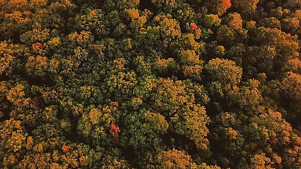 Народные приметы на 16 октября: как осина помогала отвадить нечисть