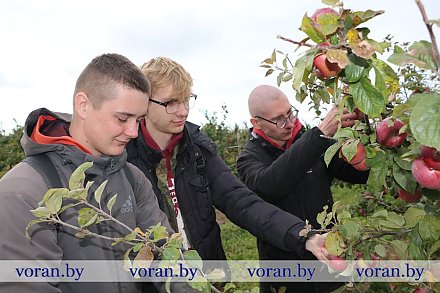 Будущие инженеры, психологи и педагоги, историки, программисты, специалисты по туризму, машиностроители вызвались помочь сельхозпредприятию «Дотишки» в уборке яблок, а заодно заработать