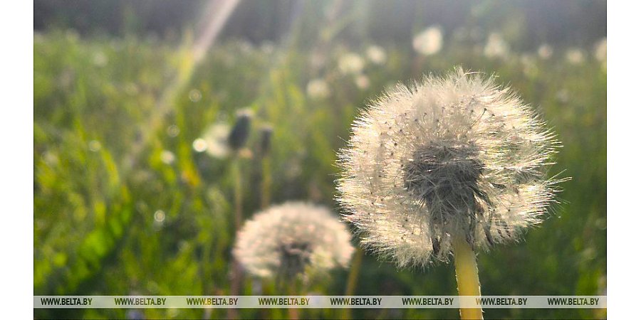 Каким будет начало лета в Беларуси, рассказали синоптики