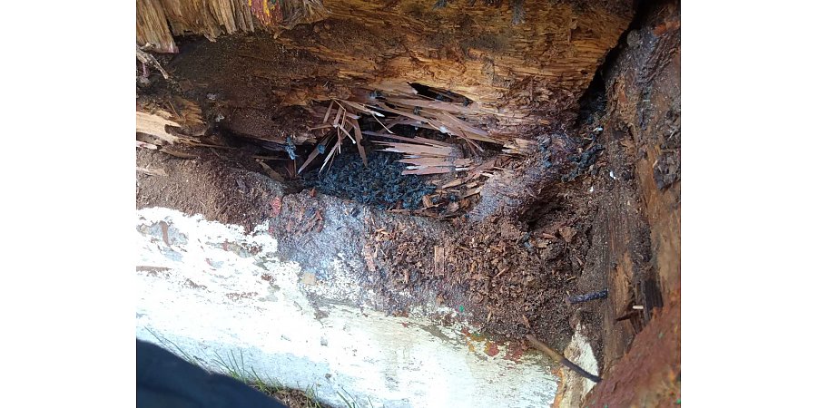 Если соседи жужжат…  На Вороновщине спасатели за три месяца 6 раз выезжали на ликвидацию гнезд жалоносных насекомых