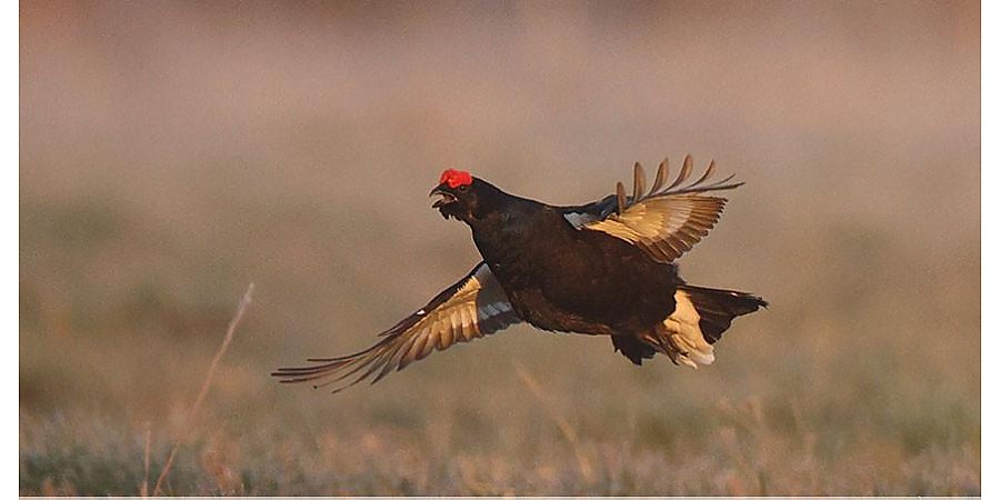 Сезон охоты на глухаря и тетерева открылся в Беларуси