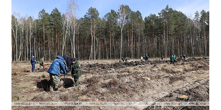 Не испугали ни холод, ни снег. В акции "Дай лесу новае жыццё" приняли участие 60 тыс. белорусов