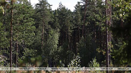 В Беларуси начинают снимать запреты на посещение лесов