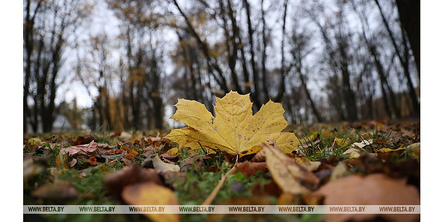 Куда девать опавшие листья с приусадебных участков, рассказали в ЖКХ