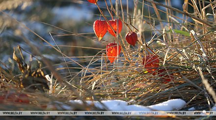 Оранжевый уровень опасности из-за гололеда объявлен в Беларуси 11 декабря
