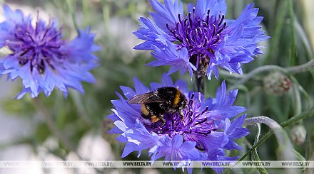 Оранжевый уровень опасности из-за жары объявлен в Беларуси на 16 июля