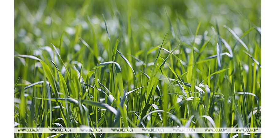 Единое требование для всех. Почему в Беларуси определили максимально допустимую высоту травы на участках