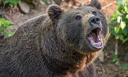 Медведей в белорусских лесах стало втрое больше – Минлесхоз