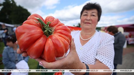 На празднике «Ивьевский помидор» чего только не увидишь! Но главный там — сочный, спелый и вкусный томат