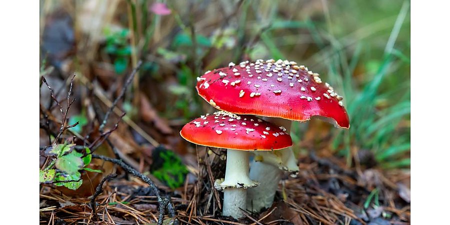 Две жительницы области неудачно полечились мухоморами по рецептам из интернета. Обе попали на больничную койку с отравлением