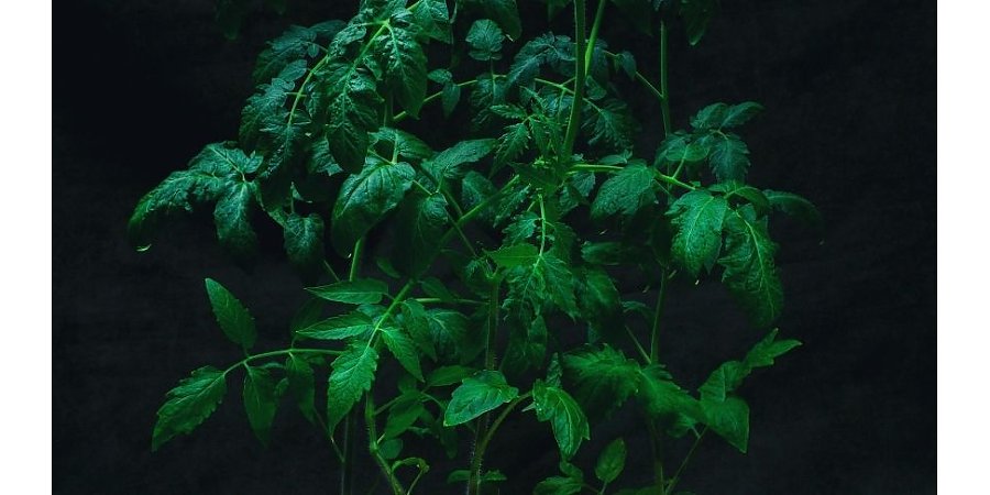 Переросла рассада томатов? Рассказываем, что нужно с ней сделать