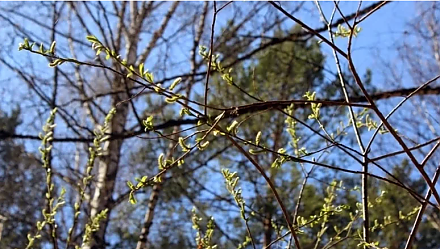 Сходите в баню на Прокопа: народные приметы на 12 марта