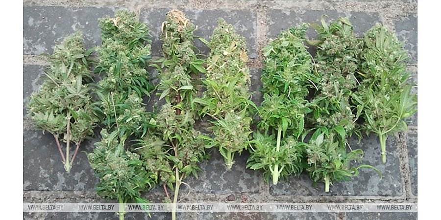 Гродненец пытался ввезти из Польши марихуану