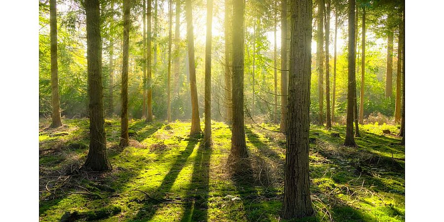 Запреты и ограничения на посещение лесов действуют в 79 районах Беларуси