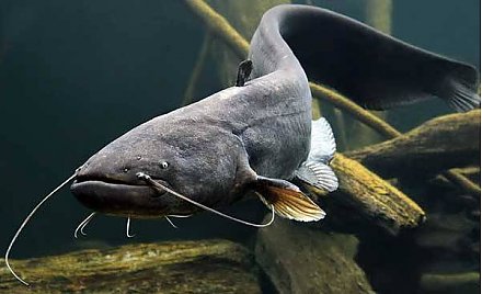 Сиг и сом под запретом