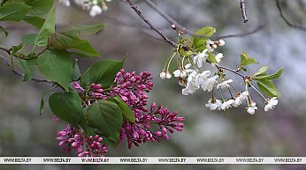 Почти лето. В воскресенье синоптики обещают до +26°С