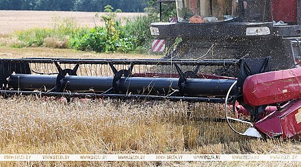 Более 8,9 млн тонн зерна намолотили в Беларуси