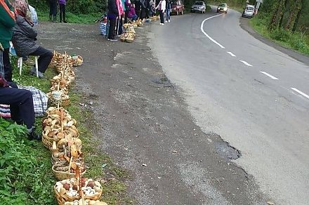 В каких случаях грибников и сборщиков ягод и трав обяжут платить подоходный налог?