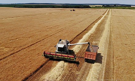 Белорусские аграрии намолотили более 2,1 млн т зерна