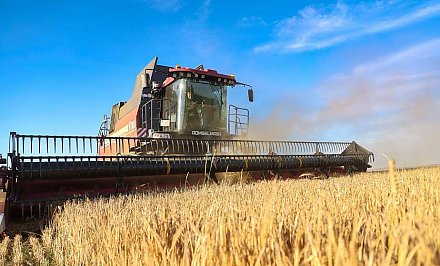 В Беларуси собрано более 98% зерновых колосовых, зернобобовых культур и 92% рапса