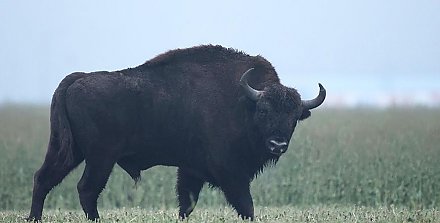 Польский грузовик насмерть сбил зубра в Беловежской пуще