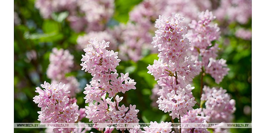 В Беларуси продолжается цветение сирени. В Минприроды напомнили о штрафах за повреждение кустов