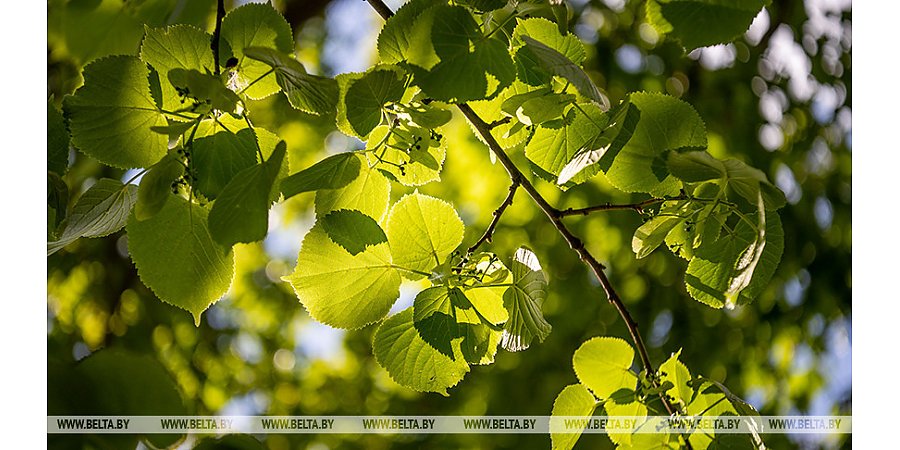В Беларуси в год 80-летия Великой Победы может появиться аллея памяти депутатов-фронтовиков