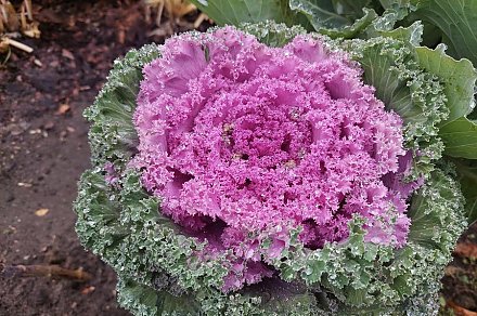 Брассика: как украсить свой участок необычной декоративной капустой