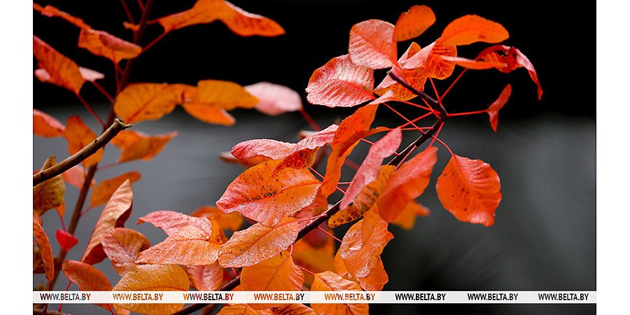 Облачную погоду с дождями и туманом прогнозируют на сегодня в Беларуси