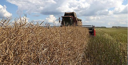 В Беларуси убрали рапс с более чем 90% площадей