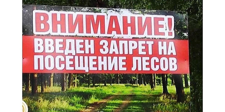 В Вороновском и Лидском районах введен запрет на посещение лесов