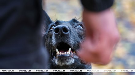 Кто освобожден от уплаты налога за владение собаками, рассказали в МНС
