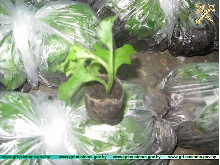 Индивидуальный предприниматель из Гродненской области «заправил» свой автомобиль посадочным материалом