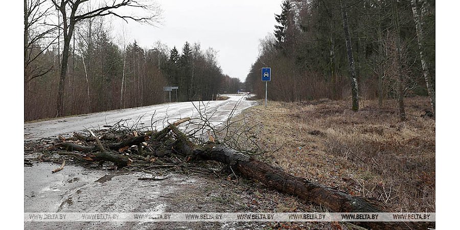 Нарушение электроснабжения и упавшие деревья. Последствия сильного ветра в Гродненской области
