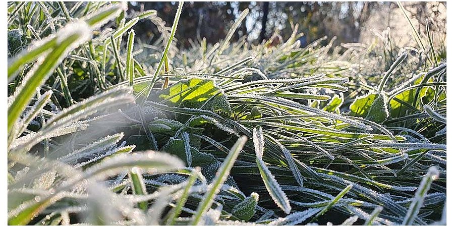 Заморозки до -5°С ожидаются в Беларуси в ночь на 2 мая