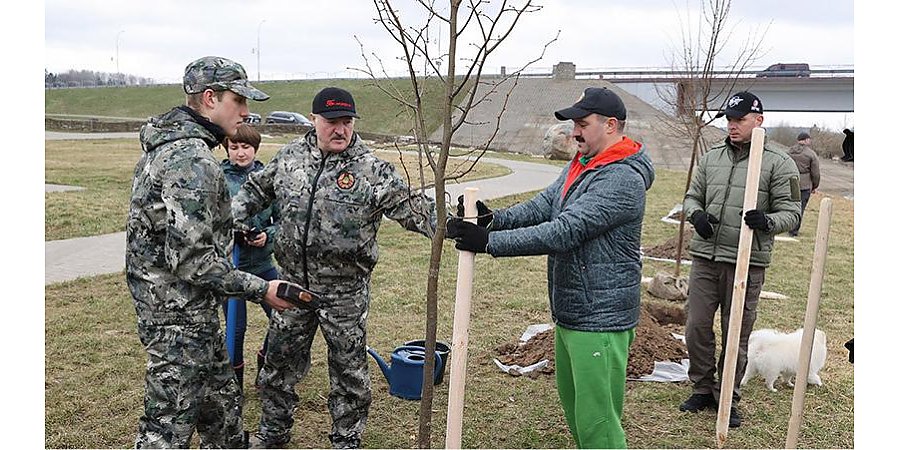 Александр Лукашенко в день субботника высаживает деревья на своей малой родине в Александрии