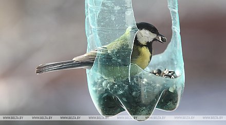 Акция "Птушкі ля кармушкі" проходит в Беларуси