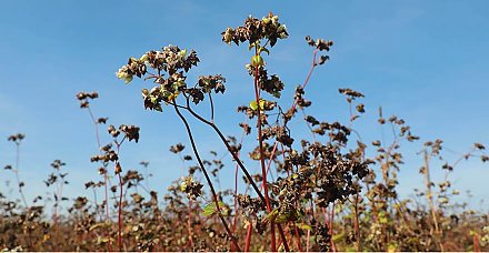 В Беларуси намолочено почти 45 тыс. тонн гречихи