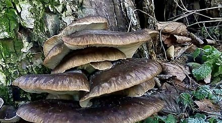 В Беловежской пуще в середине зимы продолжают расти вешенки