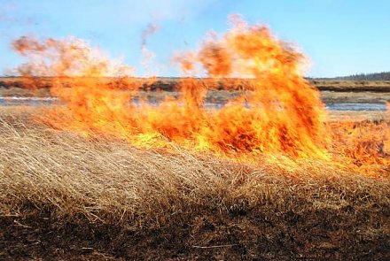 МЧС напоминает о последствиях выжигания сухой растительности (ВИДЕО)