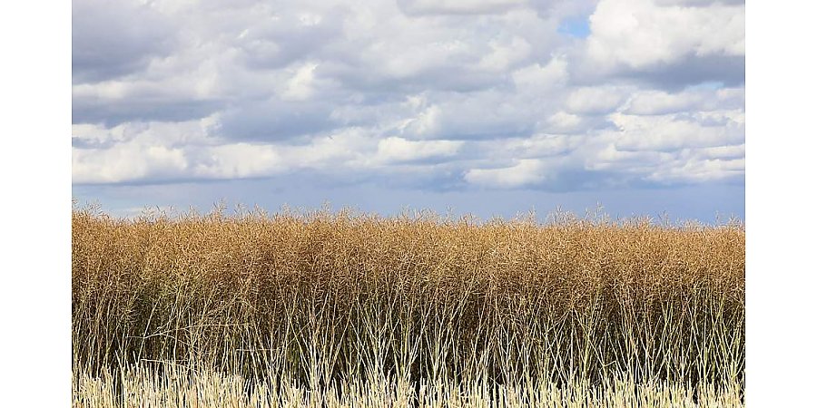 КГК Гродненской области выявил ряд нарушений, сдерживающих ход уборочной кампании