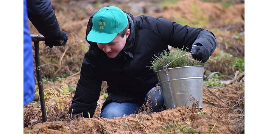 Гродненская область в 2020 году приросла 4600 гектарами леса