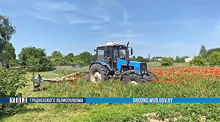 Операция "Мак": почти 100 тонн наркосодержащих растений уничтожено в Гродненской области